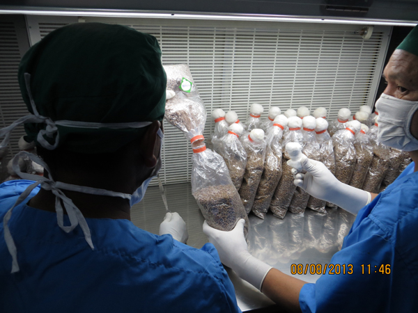 Bottles being inoculated with Mushrooms fungs on laminar flow